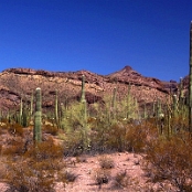 Organ Pipe Cactus NM 09